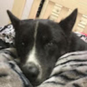 Meet your Posher, Lauren bell